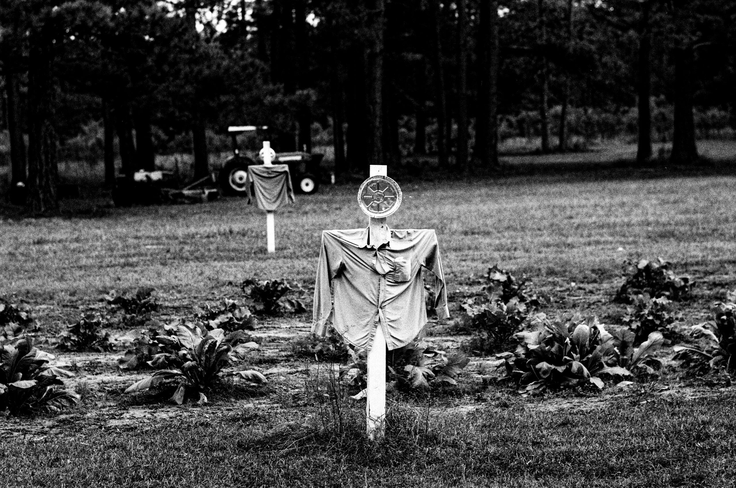 "Scarecrow" by Tom Liskey