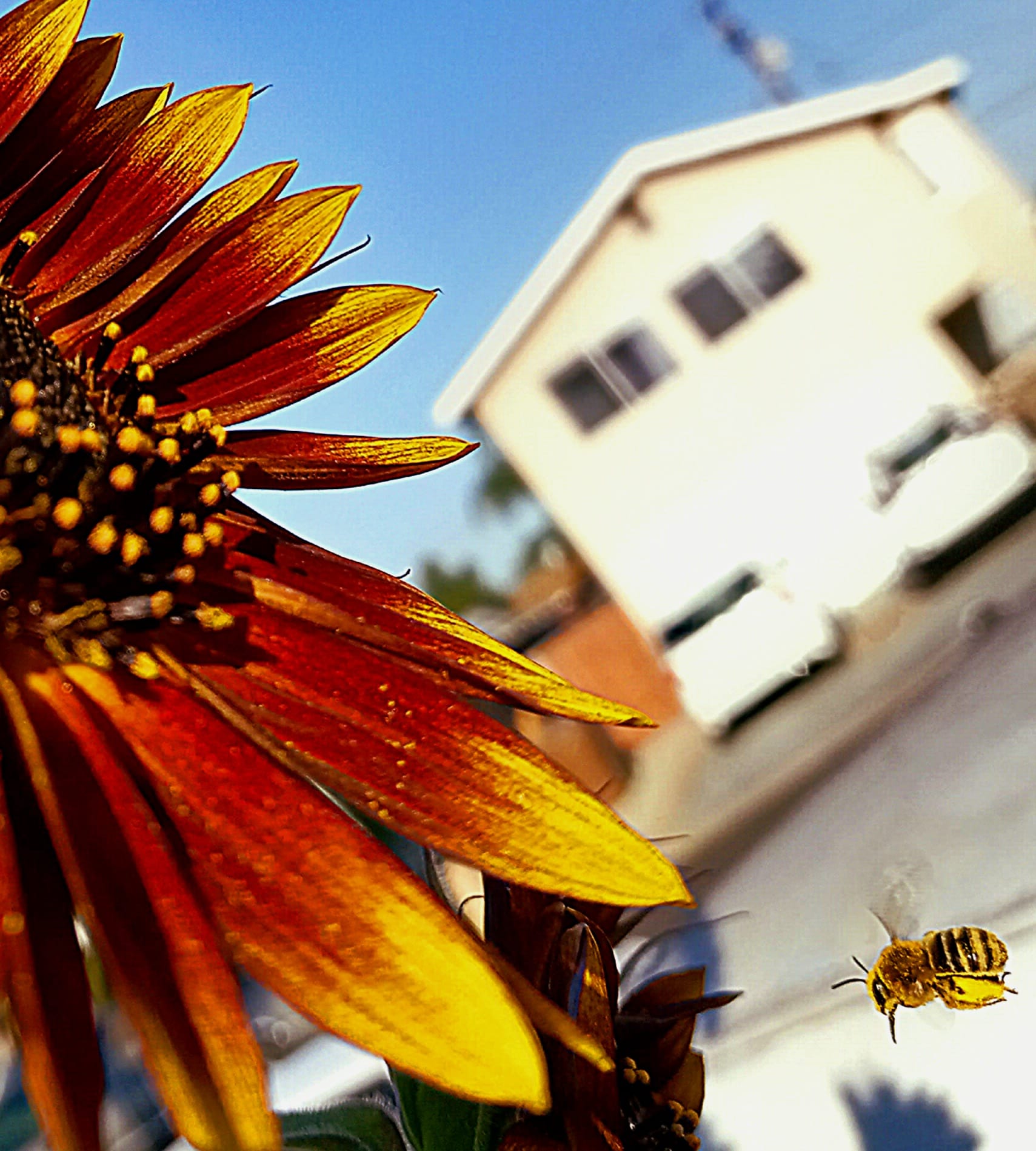 "Sunflower Tree House" by Wendy Raney